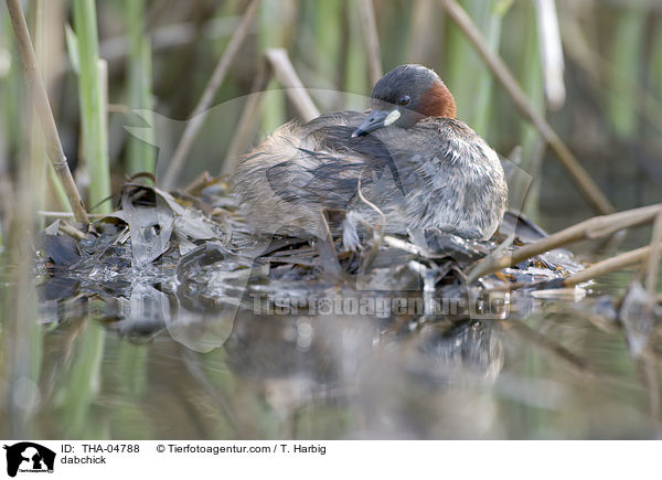 dabchick / THA-04788