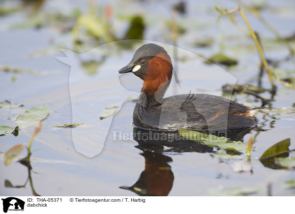 Zwergtaucher / dabchick / THA-05371