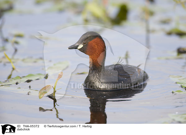dabchick / THA-05372