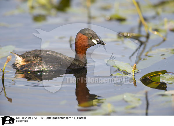 dabchick / THA-05373