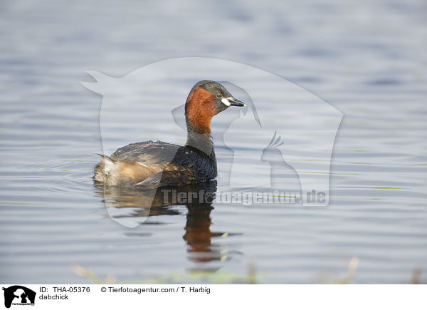 dabchick / THA-05376