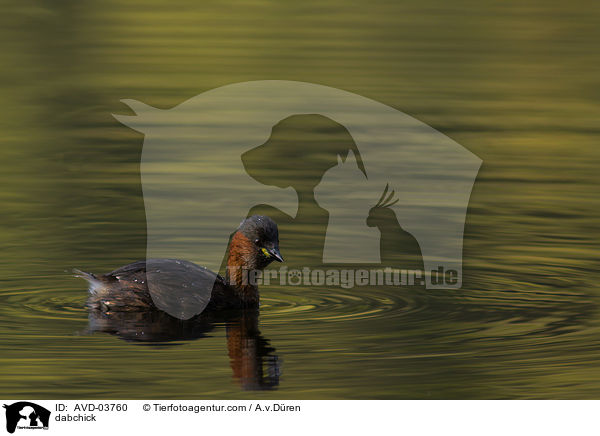 dabchick / AVD-03760