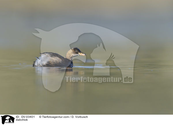 dabchick / DV-03401