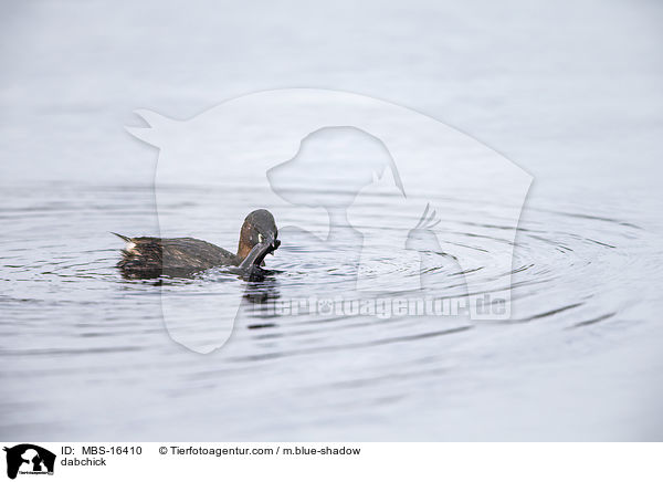 dabchick / MBS-16410