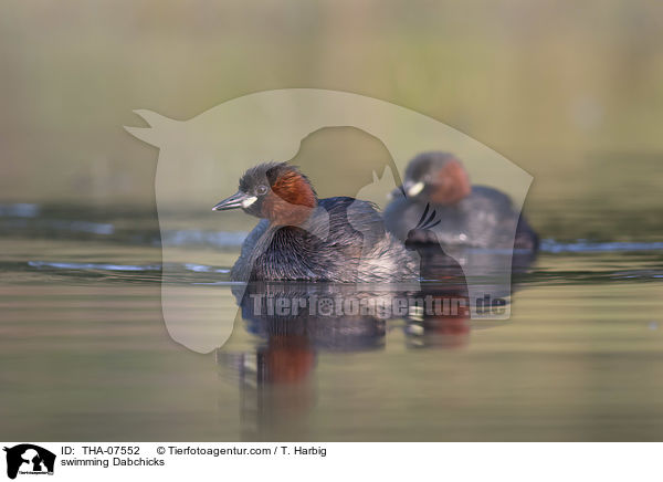 schwimmende Zwergtaucher / swimming Dabchicks / THA-07552
