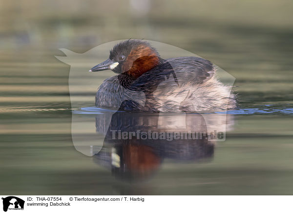 swimming Dabchick / THA-07554