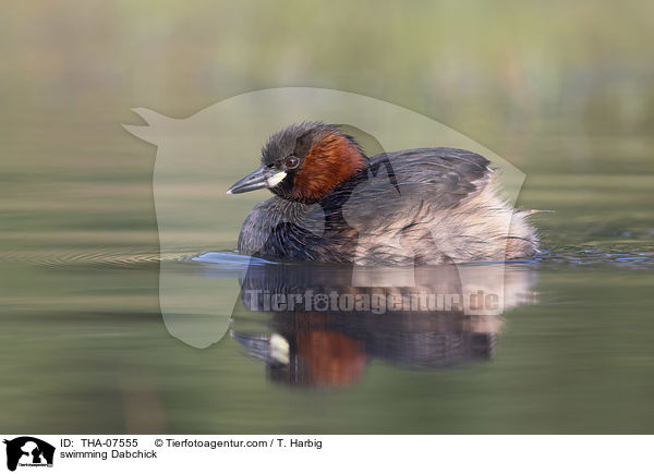 swimming Dabchick / THA-07555