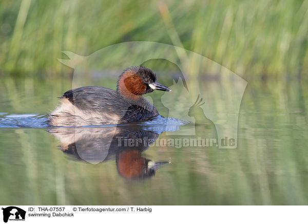 schwimmender Zwergtaucher / swimming Dabchick / THA-07557