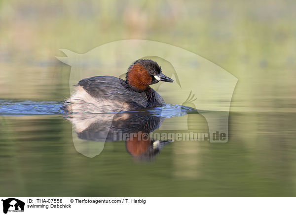 schwimmender Zwergtaucher / swimming Dabchick / THA-07558