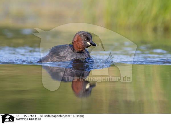 swimming Dabchick / THA-07561