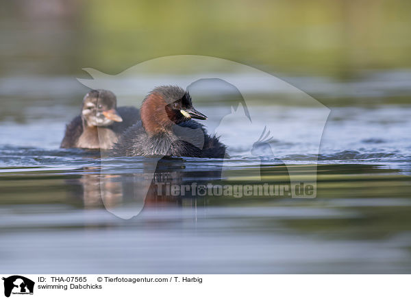 swimming Dabchicks / THA-07565