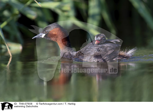 swimming Dabchicks / THA-07608