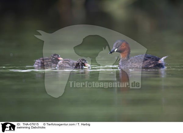 swimming Dabchicks / THA-07615