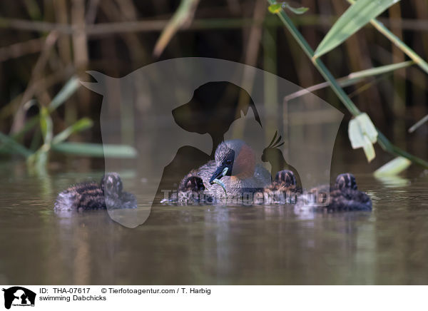 swimming Dabchicks / THA-07617