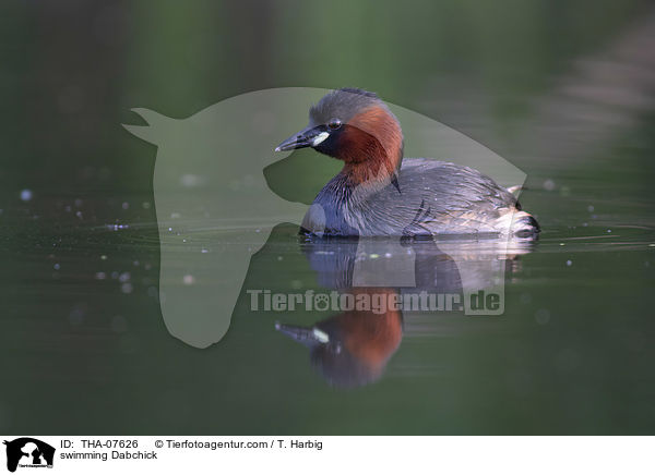 swimming Dabchick / THA-07626