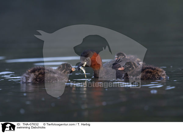 swimming Dabchicks / THA-07632