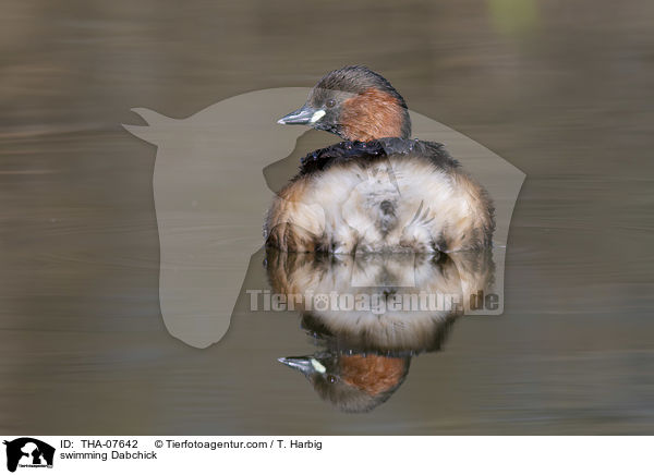 swimming Dabchick / THA-07642