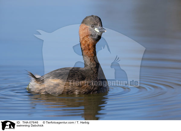 swimming Dabchick / THA-07646