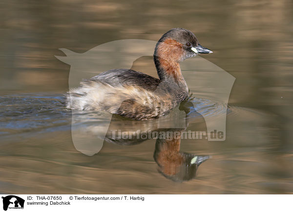 swimming Dabchick / THA-07650
