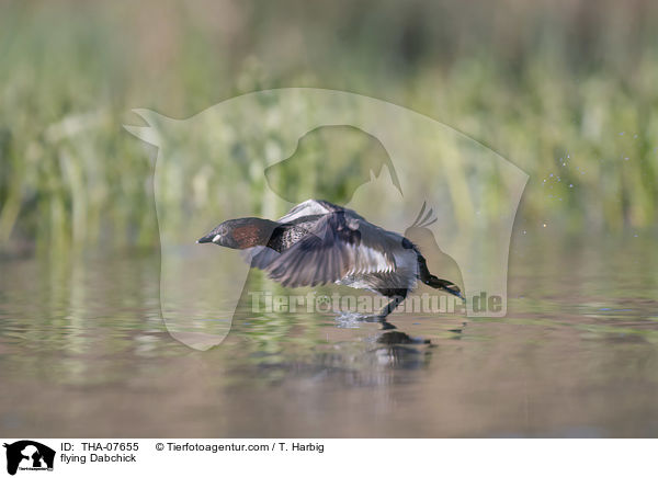 flying Dabchick / THA-07655