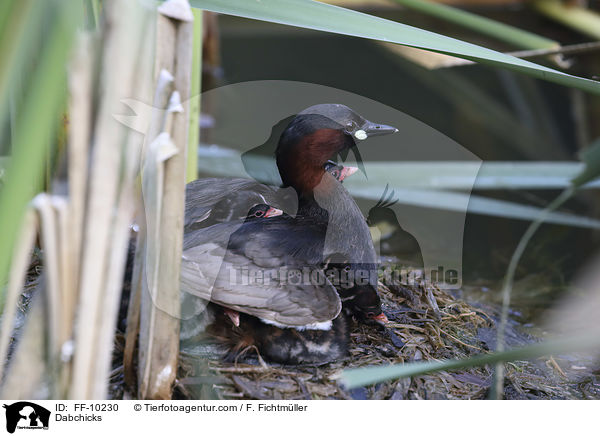 Zwergtaucher / Dabchicks / FF-10230