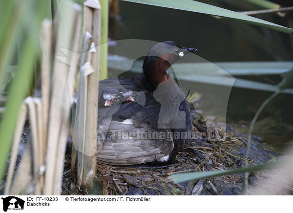 Zwergtaucher / Dabchicks / FF-10233