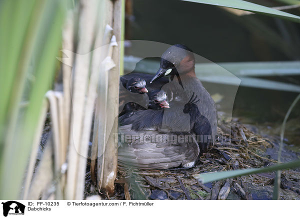Zwergtaucher / Dabchicks / FF-10235