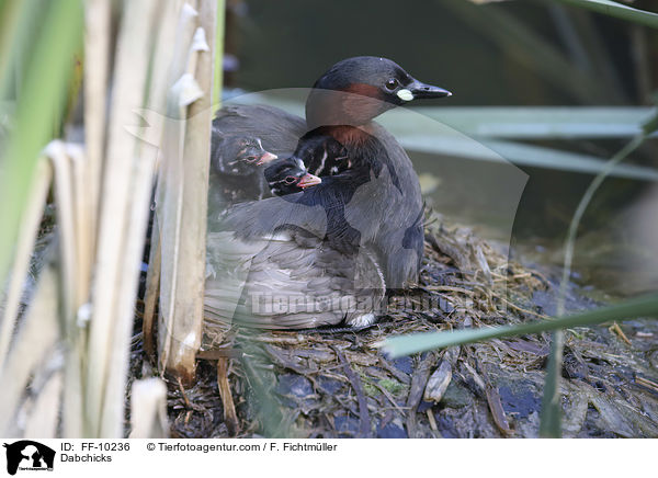 Zwergtaucher / Dabchicks / FF-10236