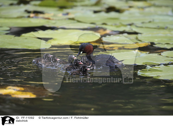 dabchick / FF-11092