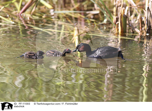 dabchick / FF-11093