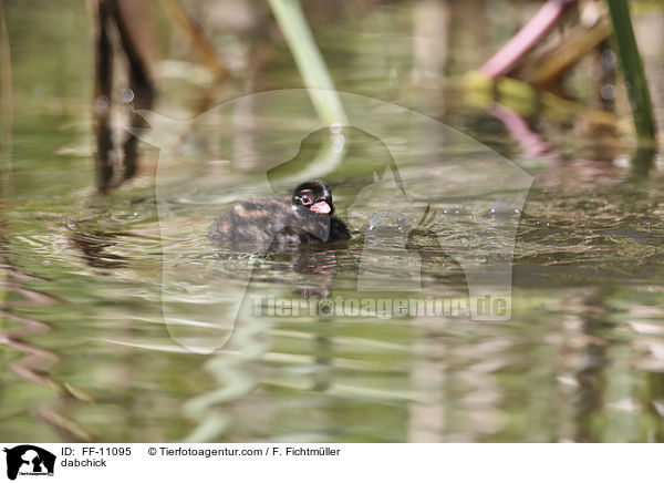 dabchick / FF-11095