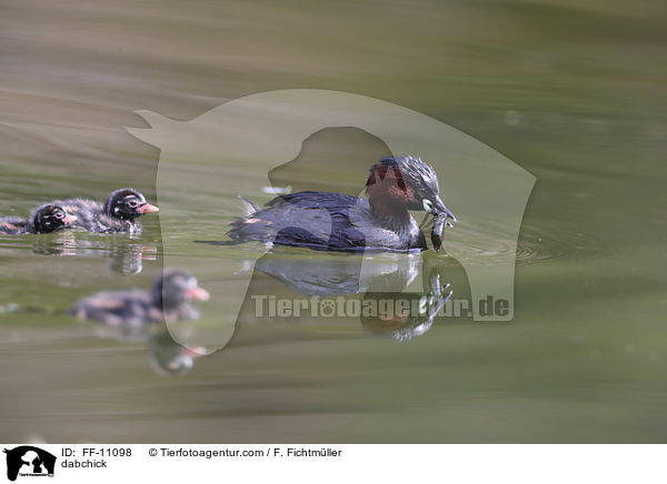 dabchick / FF-11098