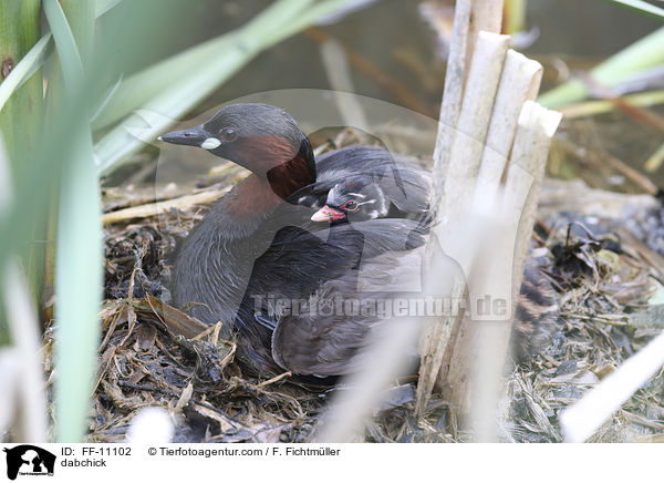 dabchick / FF-11102