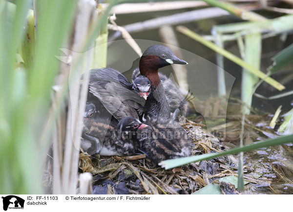 dabchick / FF-11103