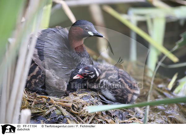 dabchick / FF-11104