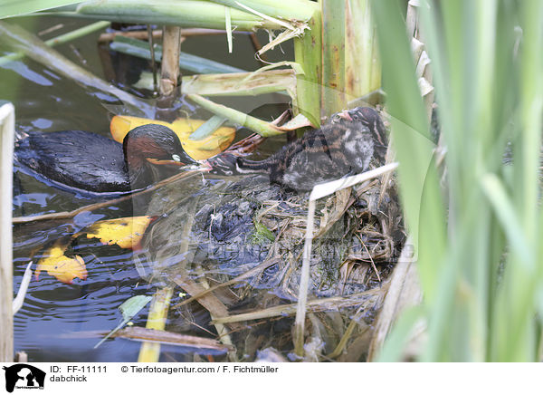 dabchick / FF-11111