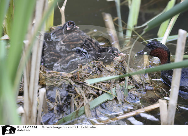 dabchick / FF-11114