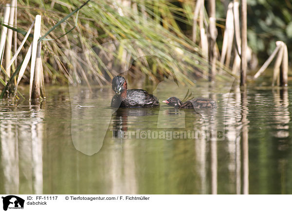 dabchick / FF-11117