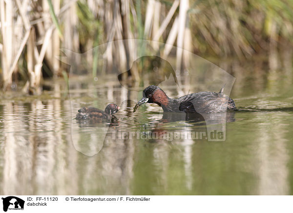 dabchick / FF-11120