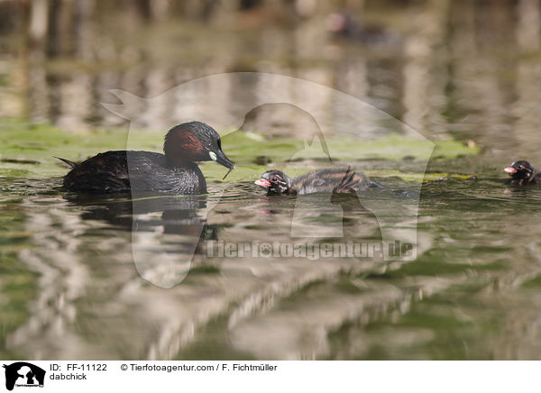 dabchick / FF-11122