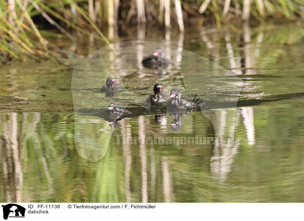 dabchick / FF-11136