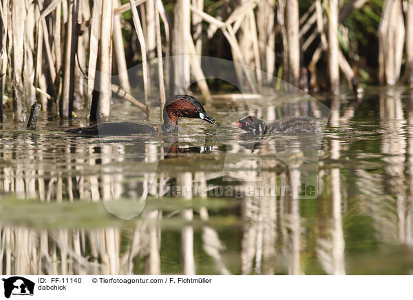 Zwergtaucher / dabchick / FF-11140