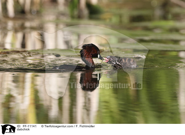 dabchick / FF-11141