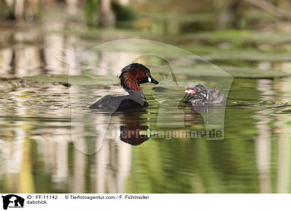 dabchick / FF-11142