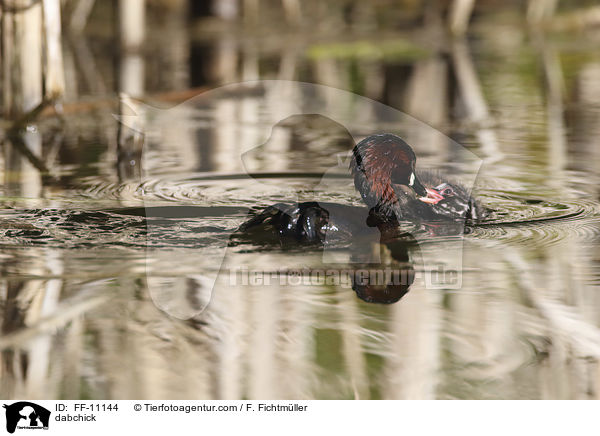Zwergtaucher / dabchick / FF-11144