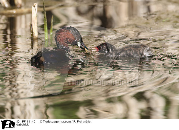 Zwergtaucher / dabchick / FF-11145
