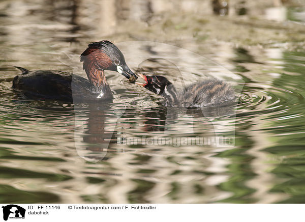 dabchick / FF-11146