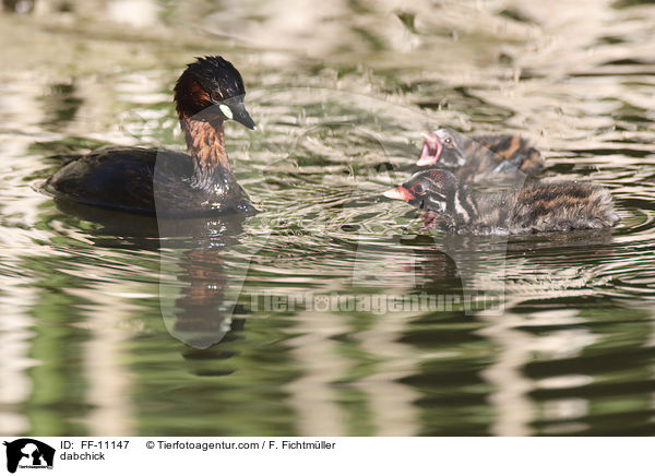 dabchick / FF-11147
