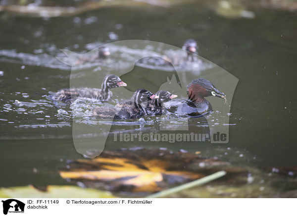Zwergtaucher / dabchick / FF-11149