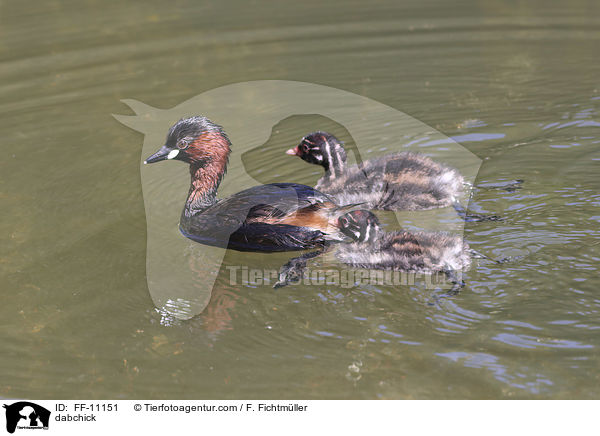 dabchick / FF-11151
